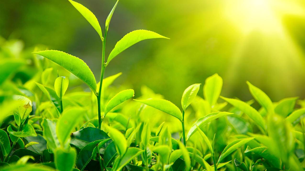 快手业务低价自助平台|ks点赞自助秒到账|KS业务平台低价自助平台超低价|超低价自助下单平台网站